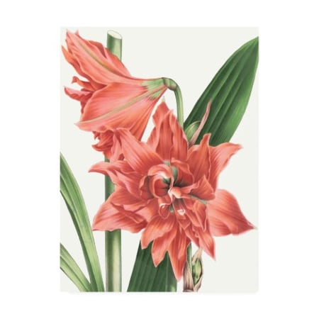 Vision Studio 'Floral Beauty VII' Canvas Art,14x19